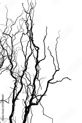 Spooky Twisted Black Tree Branches. The eerie silhouette. Spooky, twisted tree branches with no background. Perfect for Halloween-themed designs,horror graphics. 