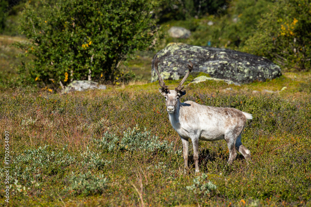 Fototapeta premium reindeer in the tundra