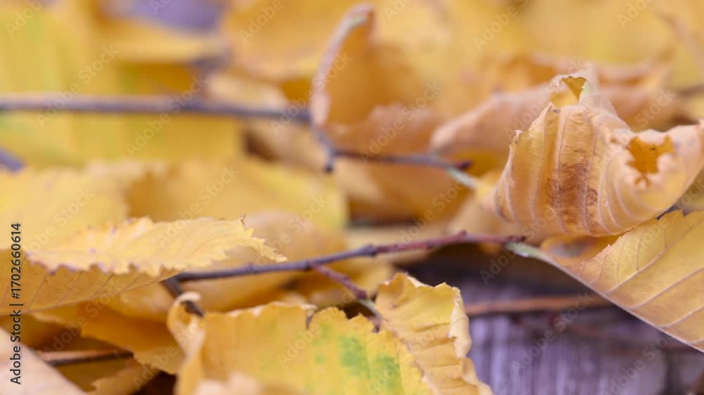 video of autumn yellow linden leaves video of autumn yellow linden leaves