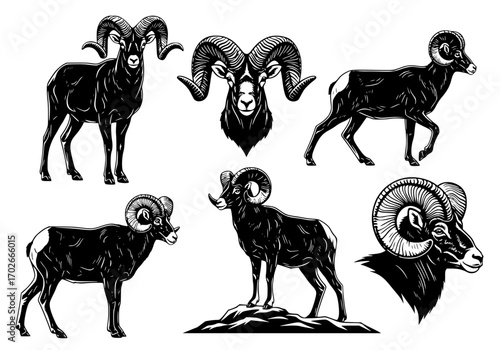 Collection of bighorn sheep illustrations, including full body poses and headshots Illustration 