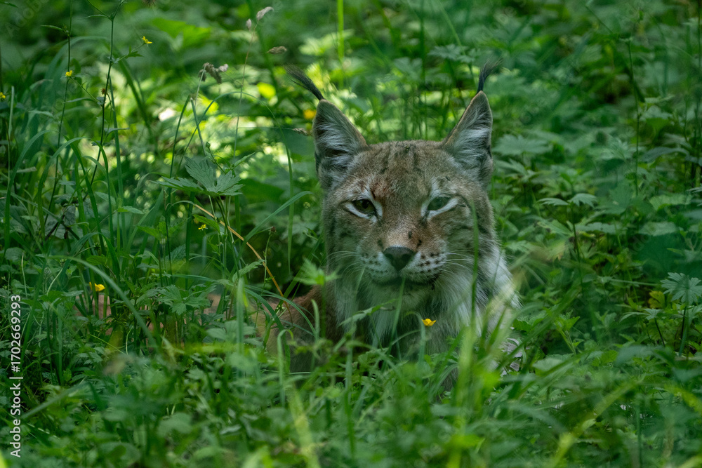 Obraz premium lynx in the grass