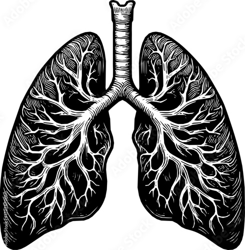 Black and white vector of human lungs in anatomical line art style, simple minimalist design, isolated on white background, scalable illustration