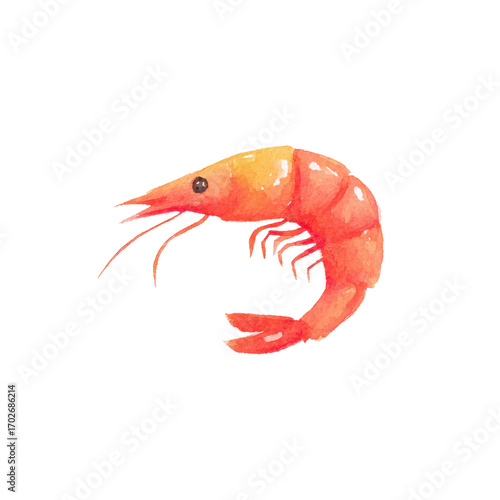 Vibrant watercolor shrimp illustration featuring orange tones and detailed textures, cut out