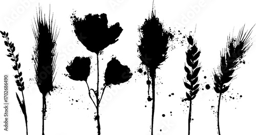 Black ink silhouette of cereal plants with wheat and oats for botanical design