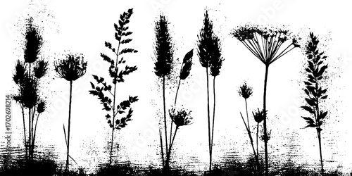 Black ink silhouettes of field grasses and oats for natural design and decoration