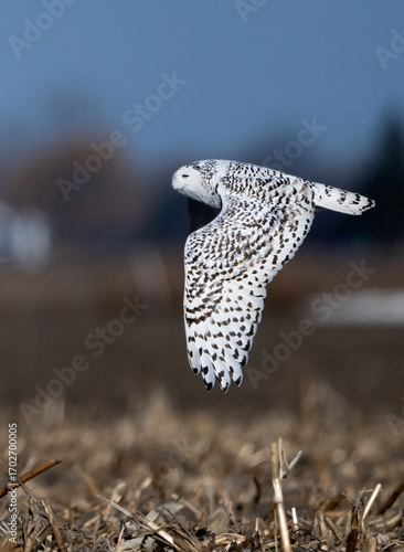 Snowy owl flying across a field with wing tips down