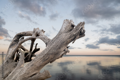 dead tree on the shore of lake with water and sky background