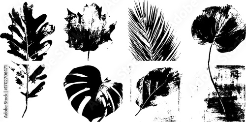 Black ink leaf silhouettes set featuring oak, maple, and tropical leaves for design