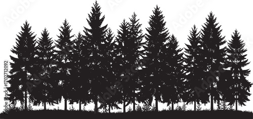 Pine tree silhouette. Forest landscape shape. Black nature outline. Evergreen vector symbol.