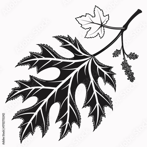 A detailed black and white illustration of a large deeply lobed leaf with a serrated edge attached to a branch with smaller leaves and a cluster of developing berries or buds