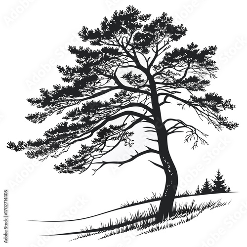A solitary pine tree with its branches reaching out against a white background depicted in a striking black silhouette with grassy terrain below