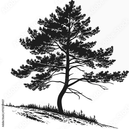 A striking black silhouette of a mature pine tree with a distinctive curved trunk stands tall against a stark white background its branches reaching outwards
