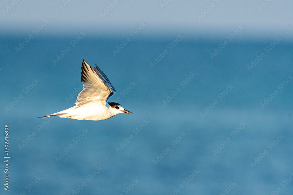 Obraz premium Tern in flight