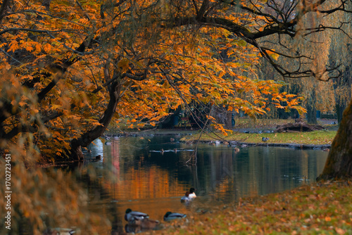 A beautiful autumn morning in the park (Silesian Voivodeship, Poland), background or wallpaper for your project