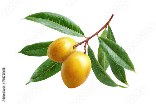 Two ripe, yellow-orange fruits on a branch with lush green leaves