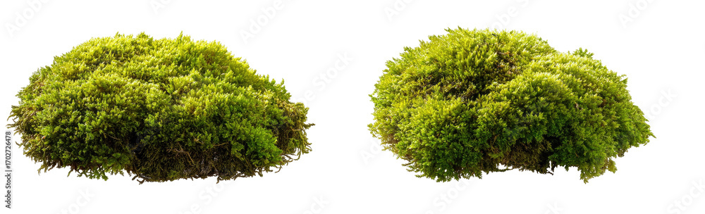 Obraz premium Two clumps of vibrant green moss