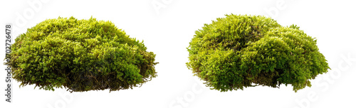 Two clumps of vibrant green moss