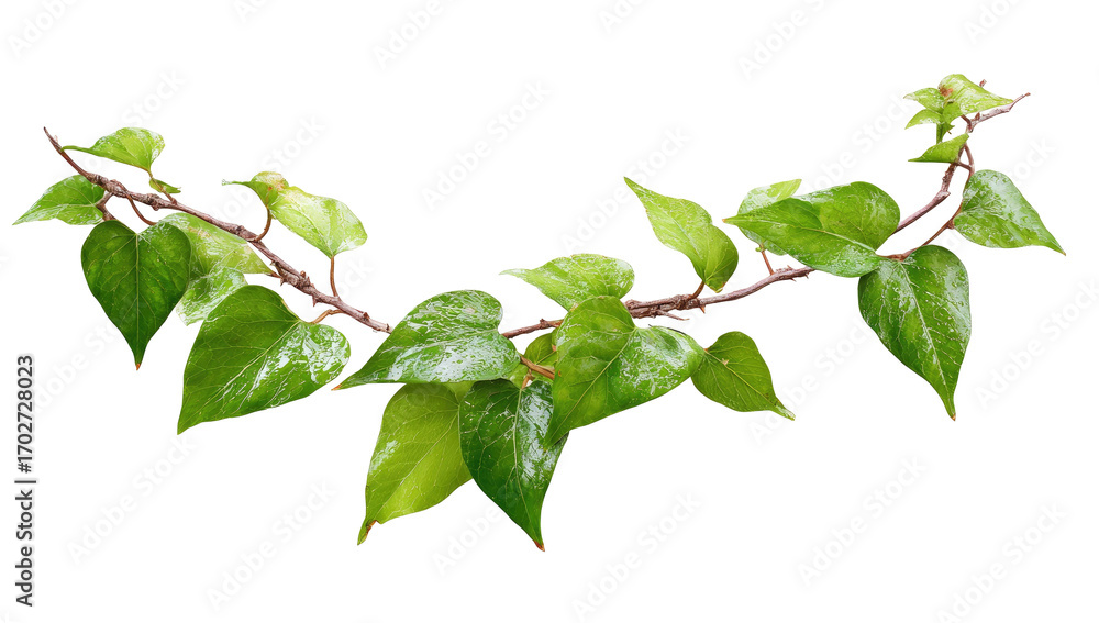 Fototapeta premium A close-up of a vine branch with vibrant green leaves. The leaves are slightly serrated and appear dewy, showcasing a healthy growth. 