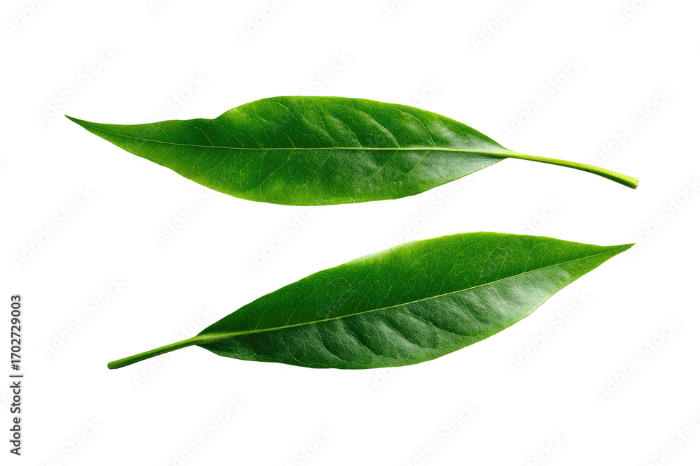 Obraz premium Close-up of two vibrant green leaves, slightly overlapping, against a black background. The leaf veins are visible, and the edges are sharply defined