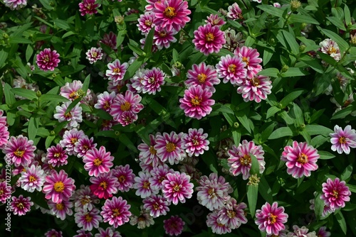 Wallpaper Mural Zinnia flowers add color to flower beds. Asteraceae annual plants. These flowers bloom for a long period of time, from May to October.
 Torontodigital.ca