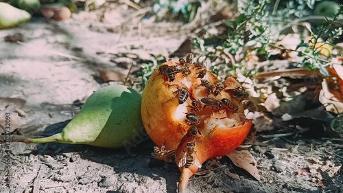 A close-up of many bees crawling on a very ripe pear. Broll. Time-lapse video.