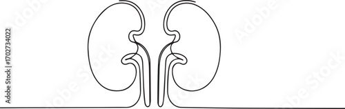 human organ kidney one continuous line art, Vector illustration, One line art, Line art graphic style
