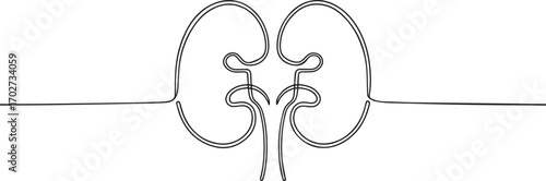 human organ kidney one continuous line art, Vector illustration, One line art, Line art graphic style