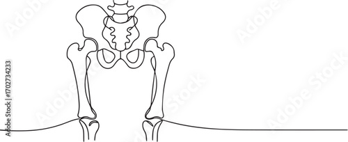 Human pelvic bone one continuous line art, Vector illustration, One line art, Line art graphic style