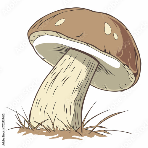 Illustration of a boletus edulis mushroom for foraging guides and culinary applications and recipes