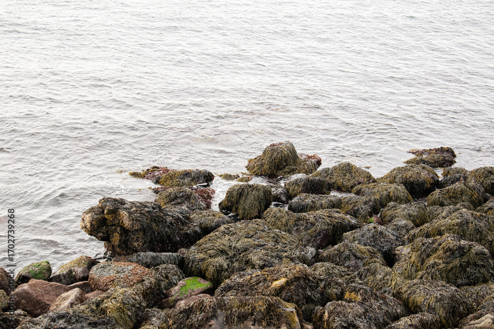 Fototapeta premium Seaweed-covered rocks by the serene Icelandic shoreline in tranquil coastal scenery