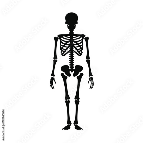 Anatomical human skeleton full body front view silhouette medical science educational concept silhouette
