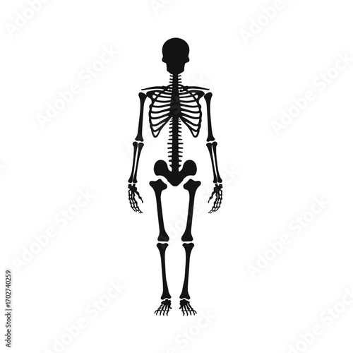Anatomical human skeleton full body standing front view silhouette medical concept silhouette