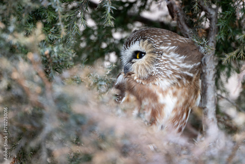 Картината върху платно Saw whet owl
