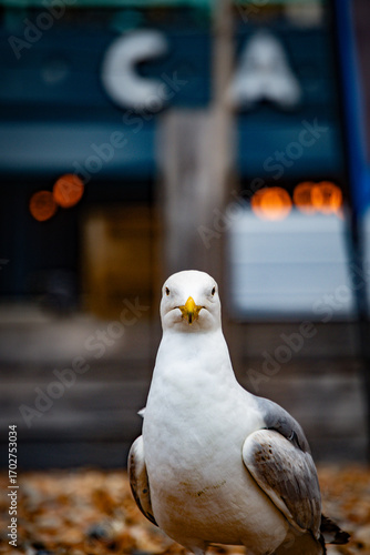 Seagull posing in front of a cafe in Brighton during a sunny day