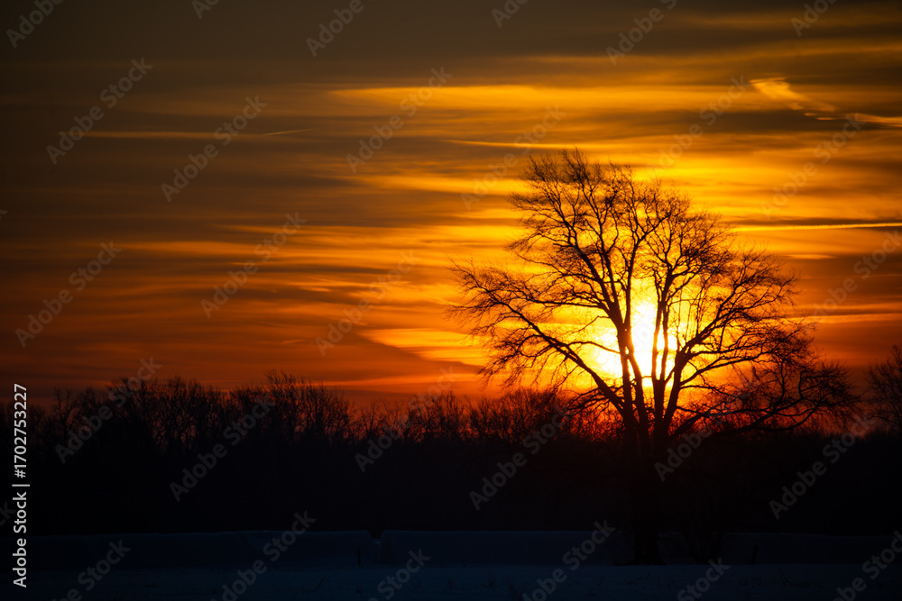 Obraz premium sunset in the field