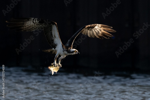 osprey flying low over the water with fish