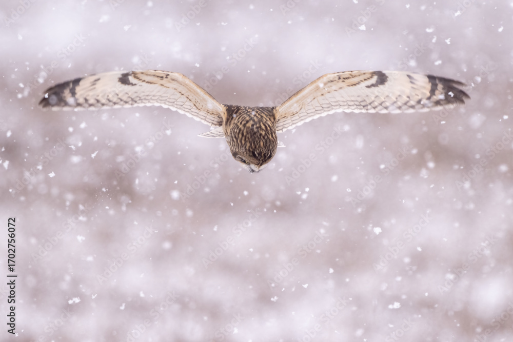 Obraz premium short eared owl flying with head down in heavy snowfall