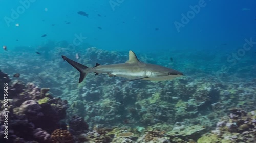 A Grey Tree Shark swims towards and past camera over a remote tropical coral reef in the Pacific Ocean.