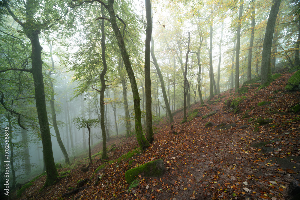 Obraz premium Herbstliche Nebelstimmung im Pfälzerwald entlang der Südlichen Weinstraße