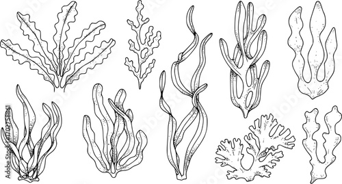 seaweed set hand drawn vector illustration in outline style silhouette isolated on white background
