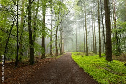 Frühlingshafter Pfälzerwald am Schänzelturm in Edenkoben mit grünen Blättern und Nebel