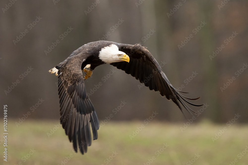 Obraz premium american bald eagle