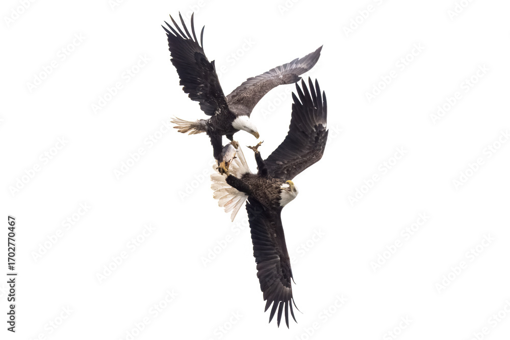 Naklejka premium 2 eagles in flight fighting over a fish with talons locked