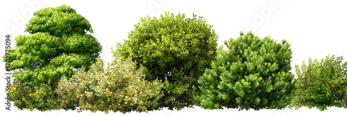 Row of rounded green shrubs