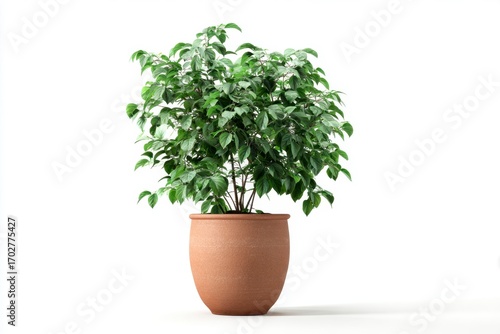 Potted plant featuring a vibrant green leafy bush in a rustic brown clay pot set against a stark white background