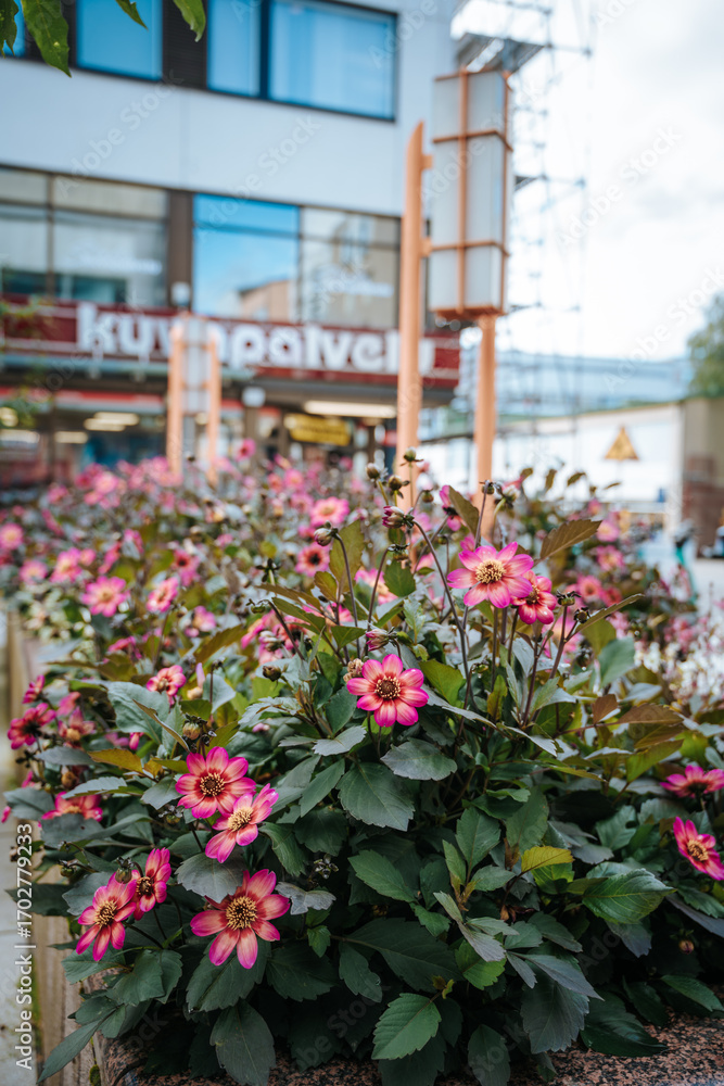 Fototapeta premium flowers in a garden