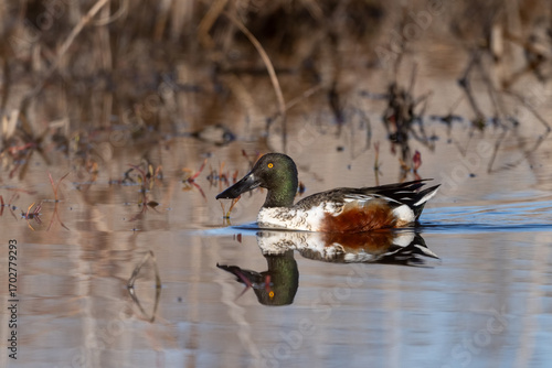 northern shoveler