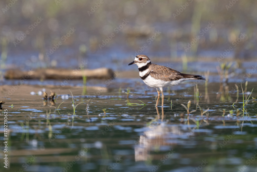 Fototapeta premium killdeer standing in marsh