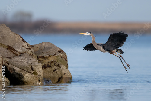 great blue heron landing near lake