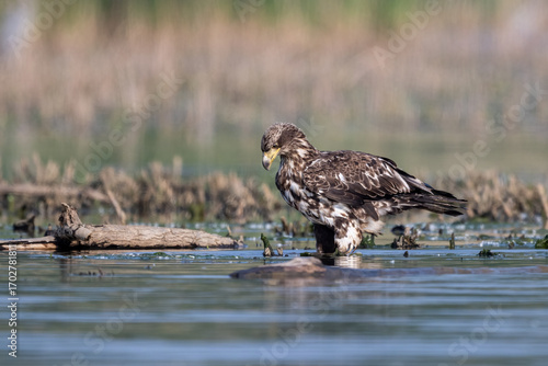 juvenile bald eagle drinking from lake